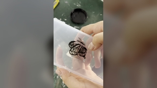 Sistema de curado LED UV Secado rápido de tinta